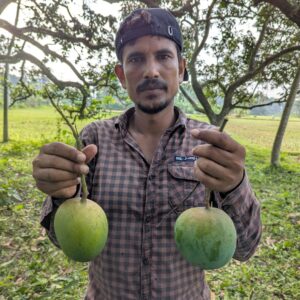২০ কেজি গোবিন্দভোগ আম ঔষধ এবং ফরমালিনমুক্ত