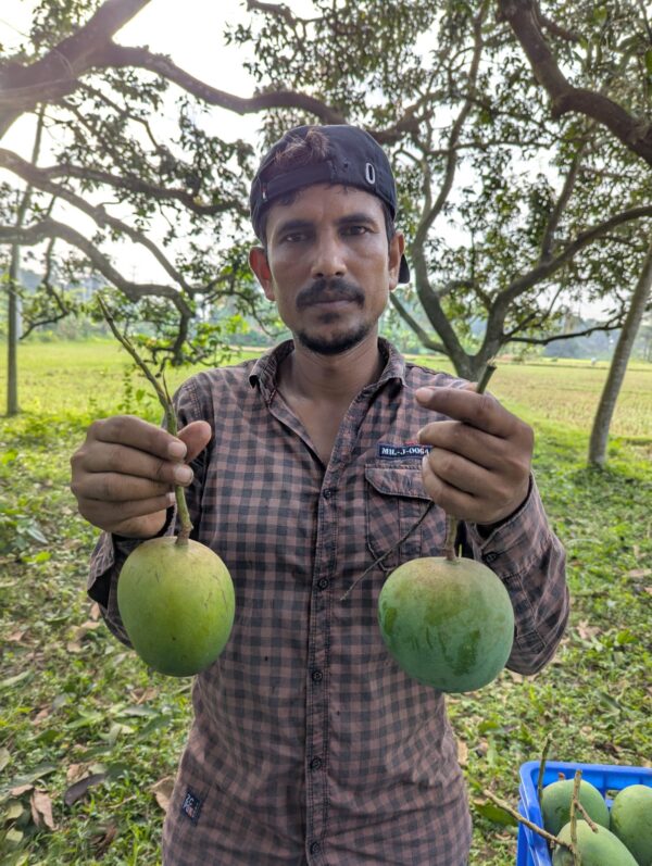 ১০ কেজি গোবিন্দ ভোগ আম ঔষধ এবং ফরমালিনমুক্ত